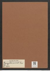 Plagiogramma orientale Grev. (de-Toni-Nr.: Genus 83, Species 2900) Zeichnungen Sammlung Grunow Mappe 03075 (Herbarium_W_Grunow_drawings_Folder_03075)
